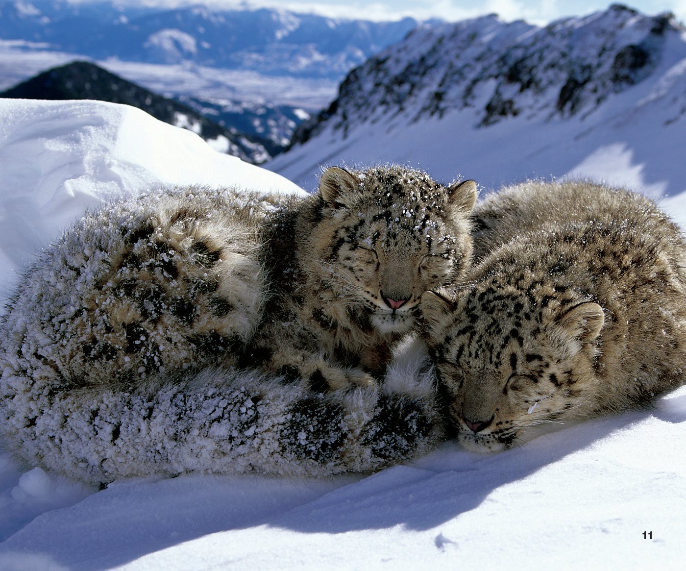 Good Hunters Snow leopards are quick hunters Their strong back legs - photo 15