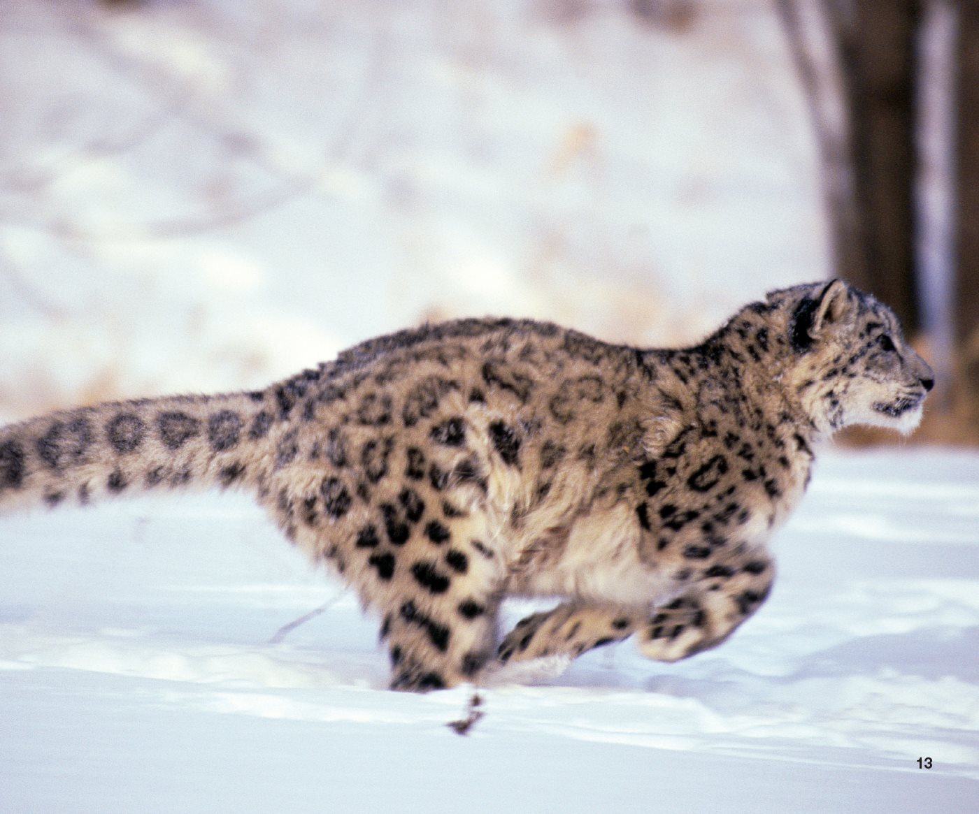 In the Himalaya mountains snow leopards wild sheep In other parts of - photo 17