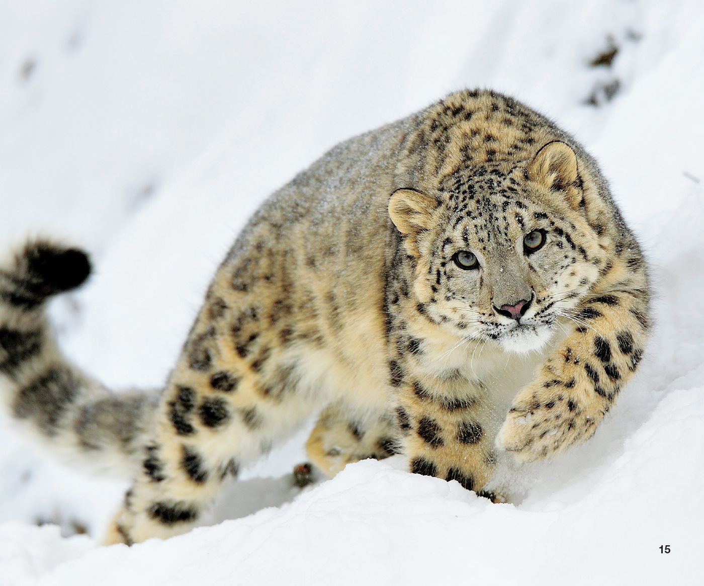 Snow Leopard Life Cycle In the spring females give birth to of two or - photo 19