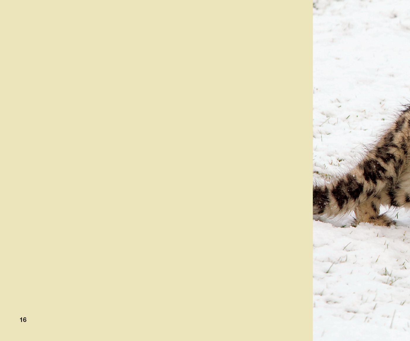 Snow Leopard Life Cycle In the spring females give birth to of two or - photo 20