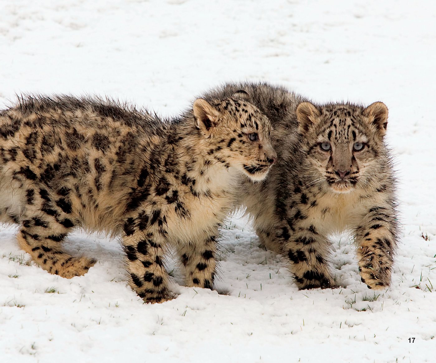 At around months young leopards leave their mothers Adult cats live - photo 21