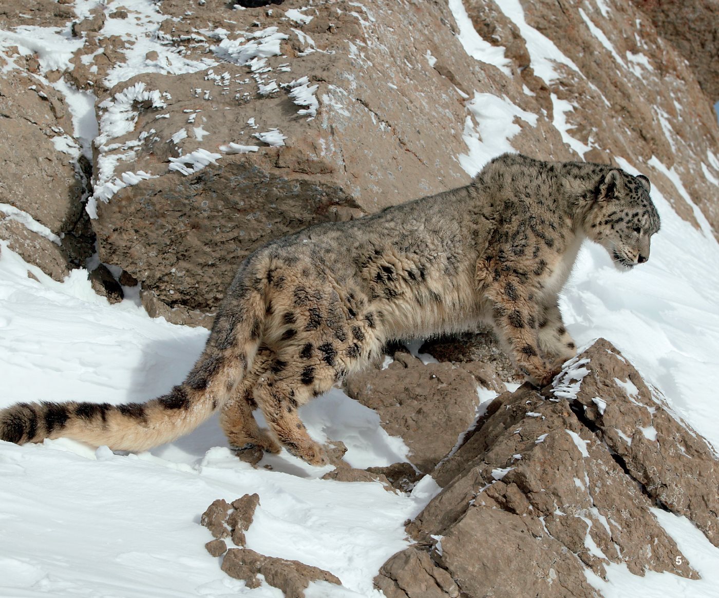 Snow leopards live in central Asia They make their homes on rocky - photo 9