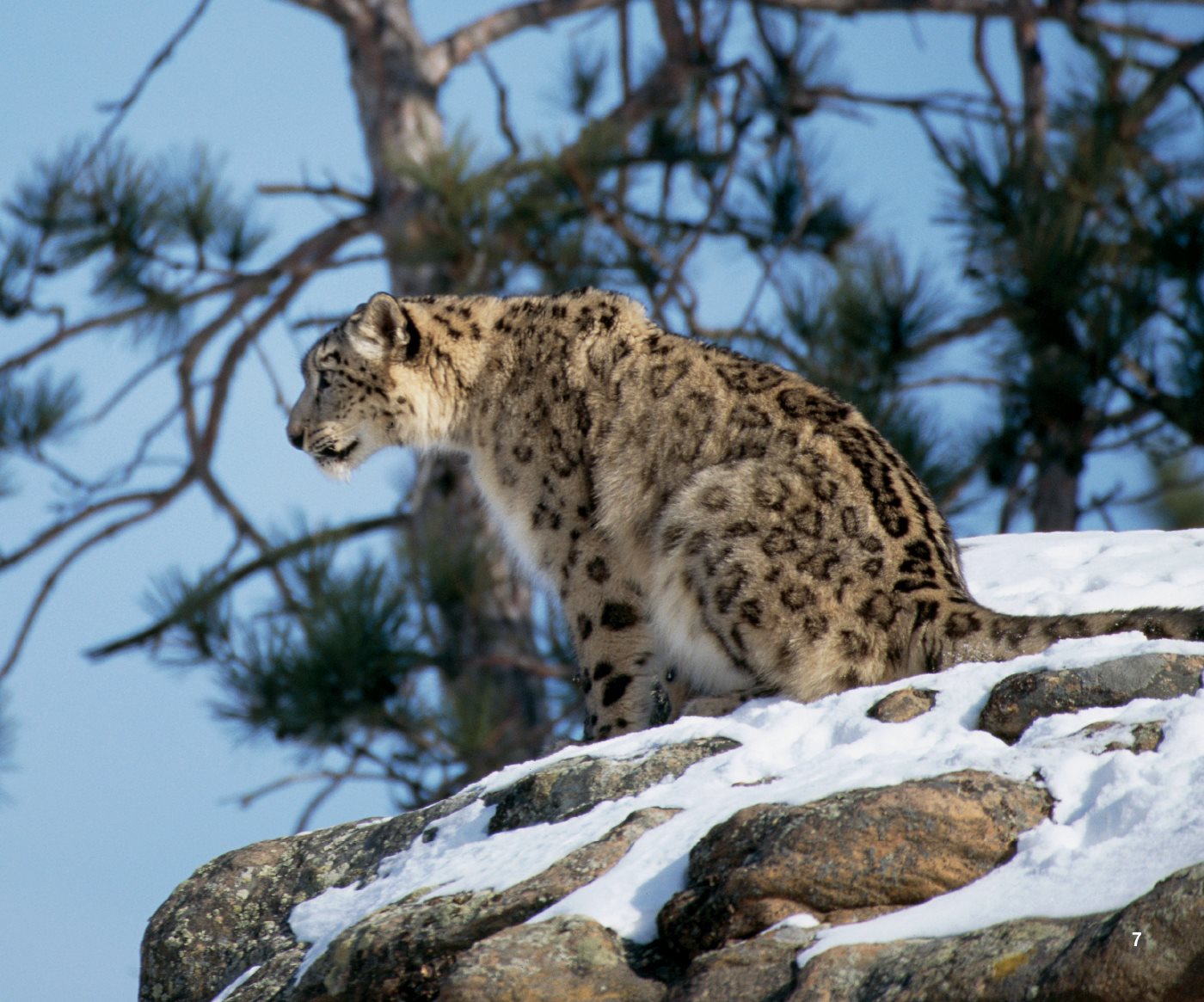 Snow Leopard Bodies Snow leopards have bodies They weigh up to - photo 11