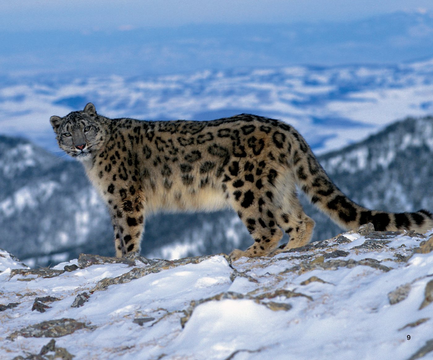 Thick fur keeps snow leopards warm Snow leopards use their long - photo 13