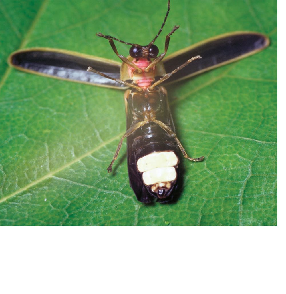 Fireflies have six legs They have two antennae Fireflies use their - photo 6