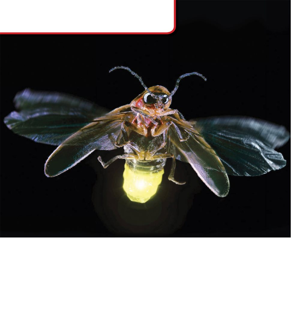 What Fireflies Do Fireflies make light in their abdomen They flash - photo 18