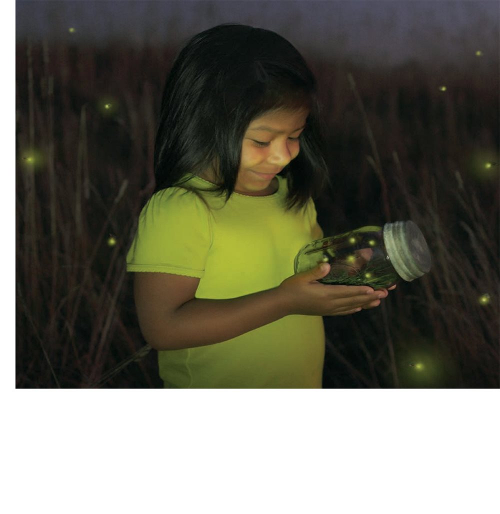 It tells fireflies where to find one another Firefly Parts legs - photo 21