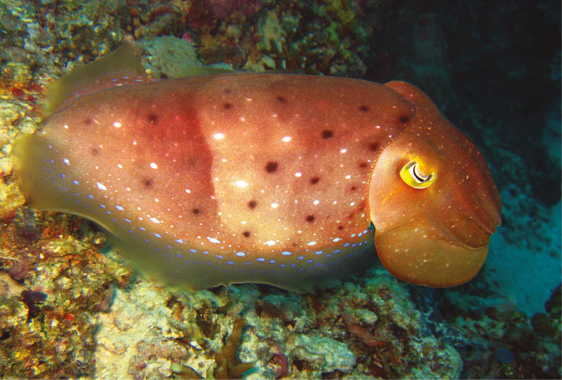 Broadclub cuttlefish is related to squid octopus and chambered nautilus - photo 8