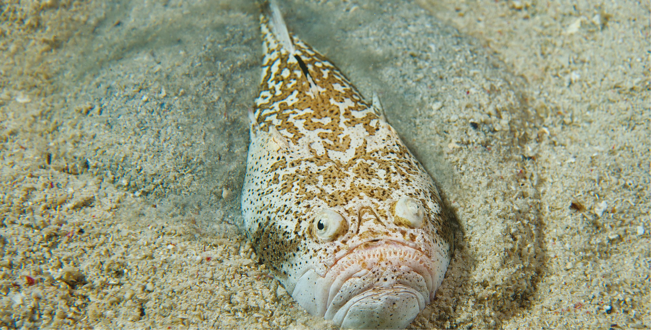 Broadclub cuttlefish is related to squi - photo 5