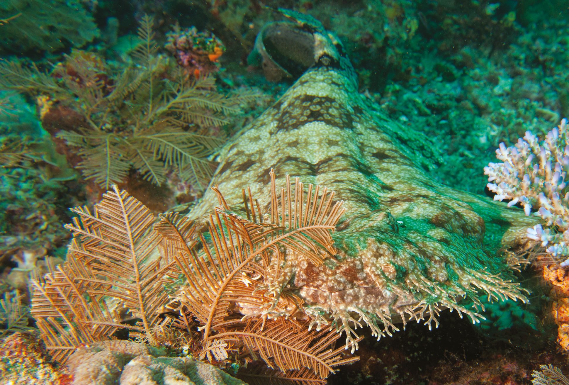 Wobbegong carpet shark spend much of their time resting on the sea floor - photo 28