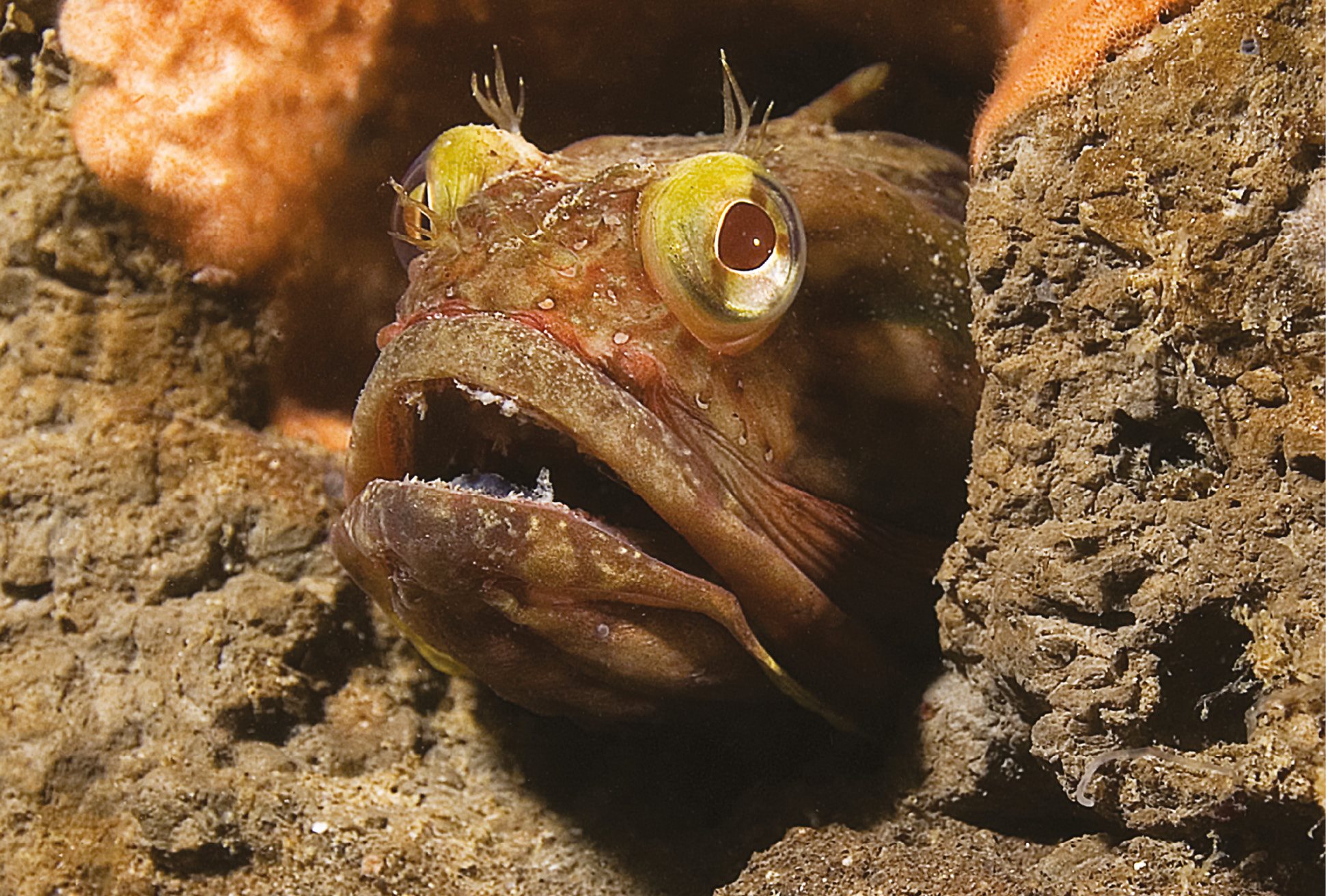 Sarcastic fringehead is a ferocious fish which has a large mouth and - photo 22