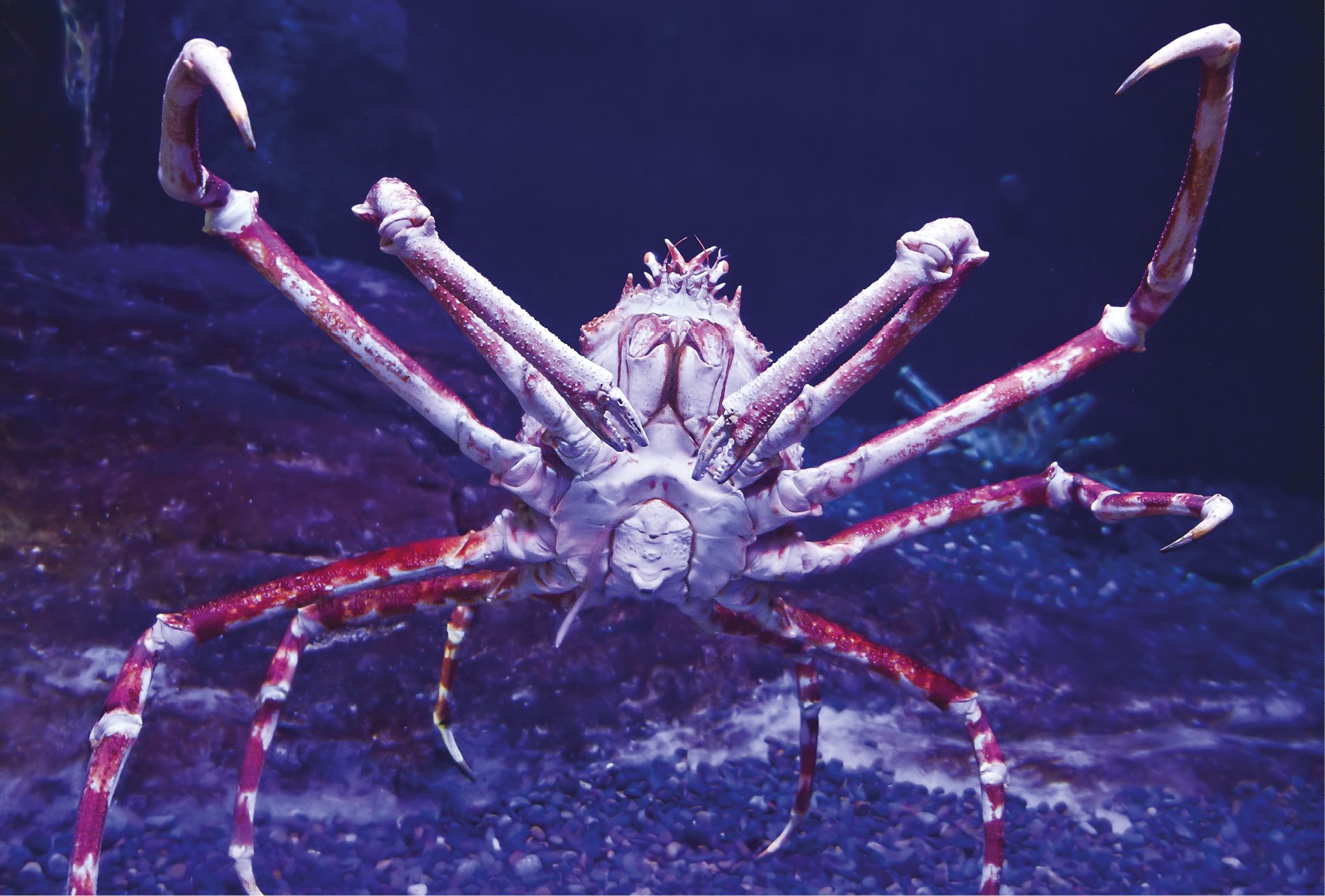 Giant Japanese Spider Crab has the greatest leg span of any arthropod - photo 12