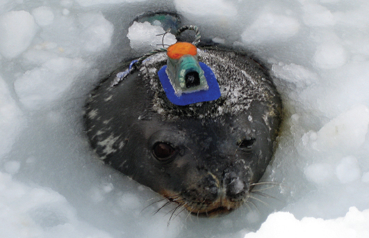 Image Credit Photograph by Randall Davis This Weddell seal wears a video data - photo 8