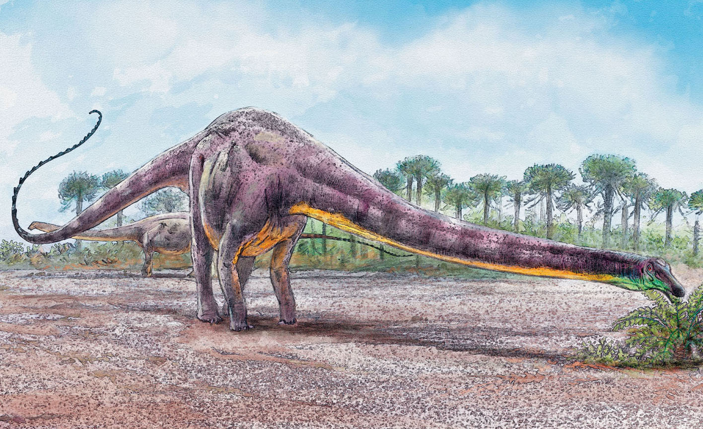 With its long neck Diplodocus could reach many plants without walking far - photo 4