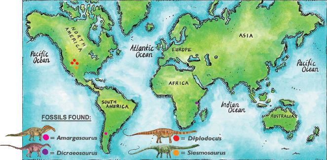 Many fossils of Diplodocus have been found They show scientists that these - photo 16