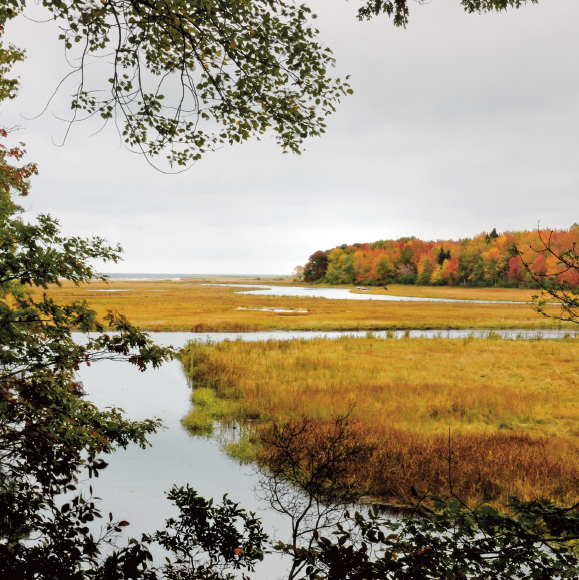 Image Credit Bill Cannon The Rachel Carson National Wildlife Refuge in Maine - photo 9