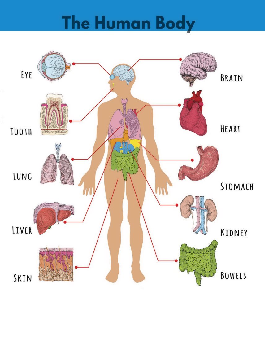 The Human Body Tab le of C ontents T he human body is a strange - photo 3