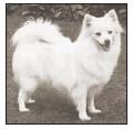 Trace the origins of Japans contribution to the spitz family Explore the - photo 2