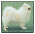 Learn the requirements of a well-bred Japanese Spitz by studying the - photo 4