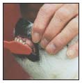 Discover how to select a qualified vet and care for your dog at all stages of - photo 8