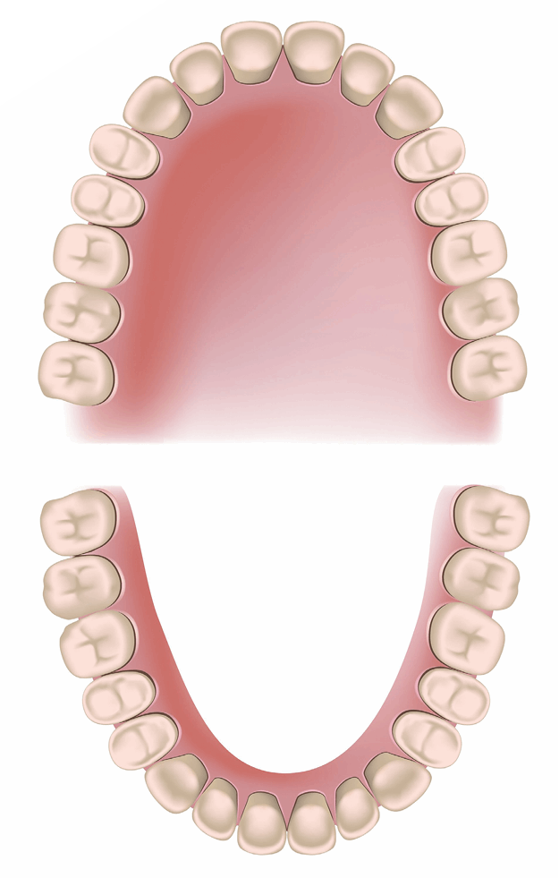 English Spanish tooth diente Teeth are like your bones and are alive - photo 29