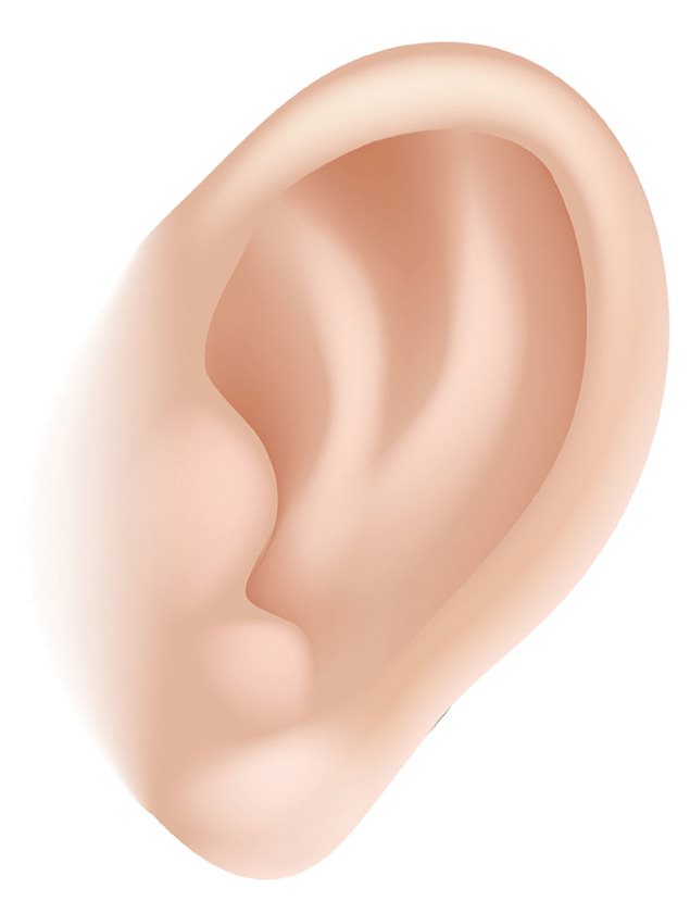 English Spanish ear oreja Our ears help us detect sound Ears convert - photo 17