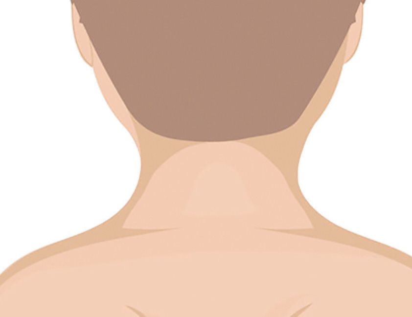 English Spanish neck cuello The human neck has the same number of - photo 37