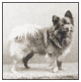 A member of the ancient European spitz group of dogs the German Spitz a rare - photo 2