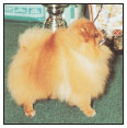 Learn the requirements of a well-bred German Spitz by studying the description - photo 4