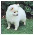 Find out about how to locate a well-bred German Spitz puppy Discover which - photo 5