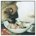 Cover the specifics of taking care of your German Spitz every day feeding for - photo 6