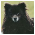 Know when to consider your German Spitz a senior and what special needs he will - photo 9