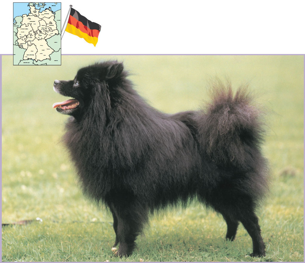 The Mittel or Medium Spitz is right in the middle of the German Spitz sizes - photo 12