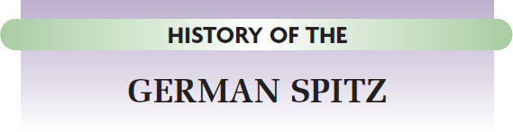 ORIGIN AND ESTABLISHMENT The German Spitz has a long history because as a - photo 13