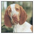 Known in its homeland since the Middle Ages the Bracco Italiano has been a - photo 2