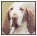 Consider the care of your senior Bracco Italiano including the proper diet - photo 9