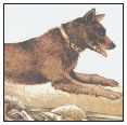 An Australian creation from the 1800s the Kelpie is prized by stockmen for his - photo 2