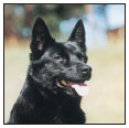 Discover what sets the Kelpie apart from other working breeds as well as the - photo 3