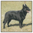 Learn the requirements of a well-bred Australian Kelpie by studying the - photo 4