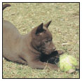 Find out about how to locate a well-bred Australian Kelpie puppy Discover - photo 5