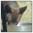 Cover the specifics of taking care of your Australian Kelpie every day feeding - photo 6