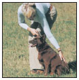 Begin with the basics of training the puppy and adult dog Learn the principles - photo 7