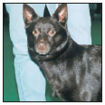 Know when to consider your Australian Kelpie a senior and what special needs he - photo 9