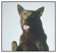 Analyze the canine mind to understand what makes your Australian Kelpie tick - photo 10