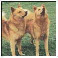 The foxy Finnish Spitz has the character of a dog ten times his compact size - photo 3