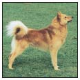 Learn the requirements of a well-bred Finnish Spitz by studying the description - photo 4