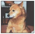 Consider the care of your senior Finnish Spitz including the proper diet for a - photo 9