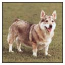 Learn the requirements of a well-bred Swedish Vallhund by studying the - photo 5