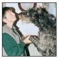 Discover whether the Scottish Deerhound is the right dog for you Learn about - photo 4