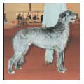 Learn the requirements of a well-bred Scottish Deerhound by studying the - photo 5